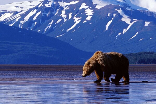 Bär auf dem Hintergrund der schneebedeckten Berge und der Oberfläche des Wassers