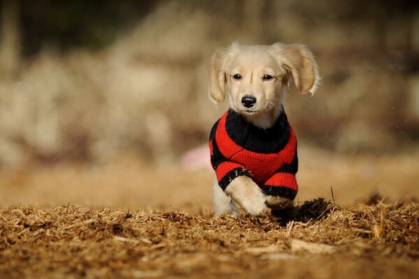 Cachorro con suéter rojo corre por negocios