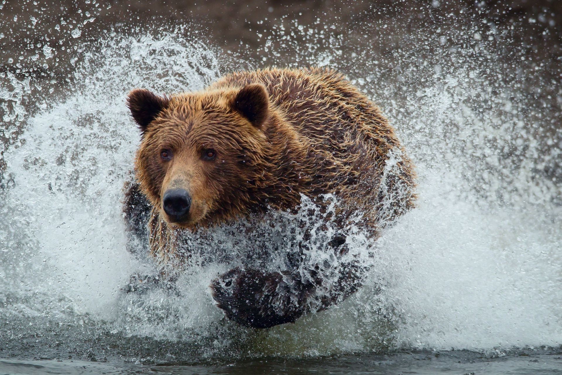 bears water nature outdoors mammal wet grizzly wildlife power