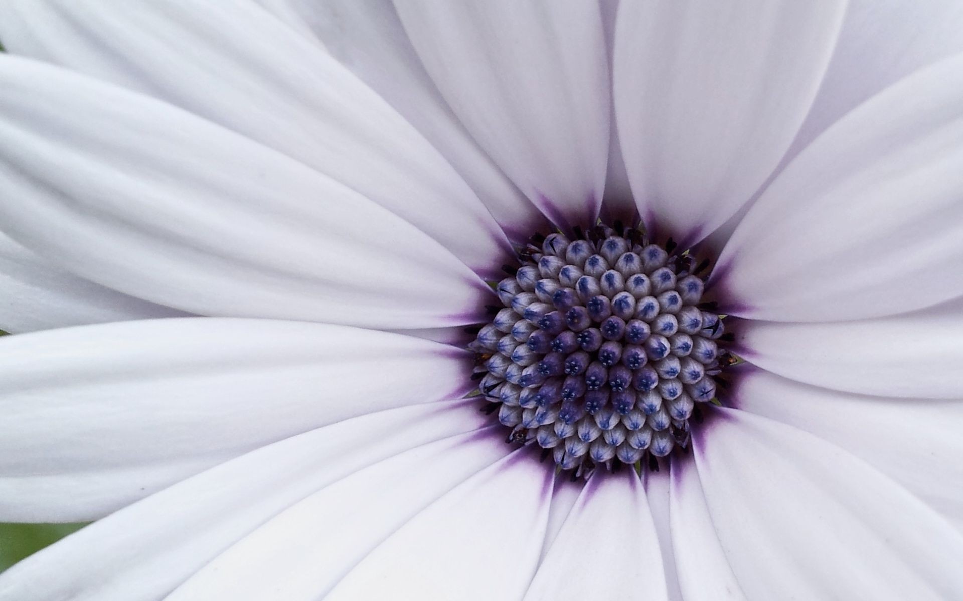 nahaufnahme blume natur sommer hell flora farbe schön