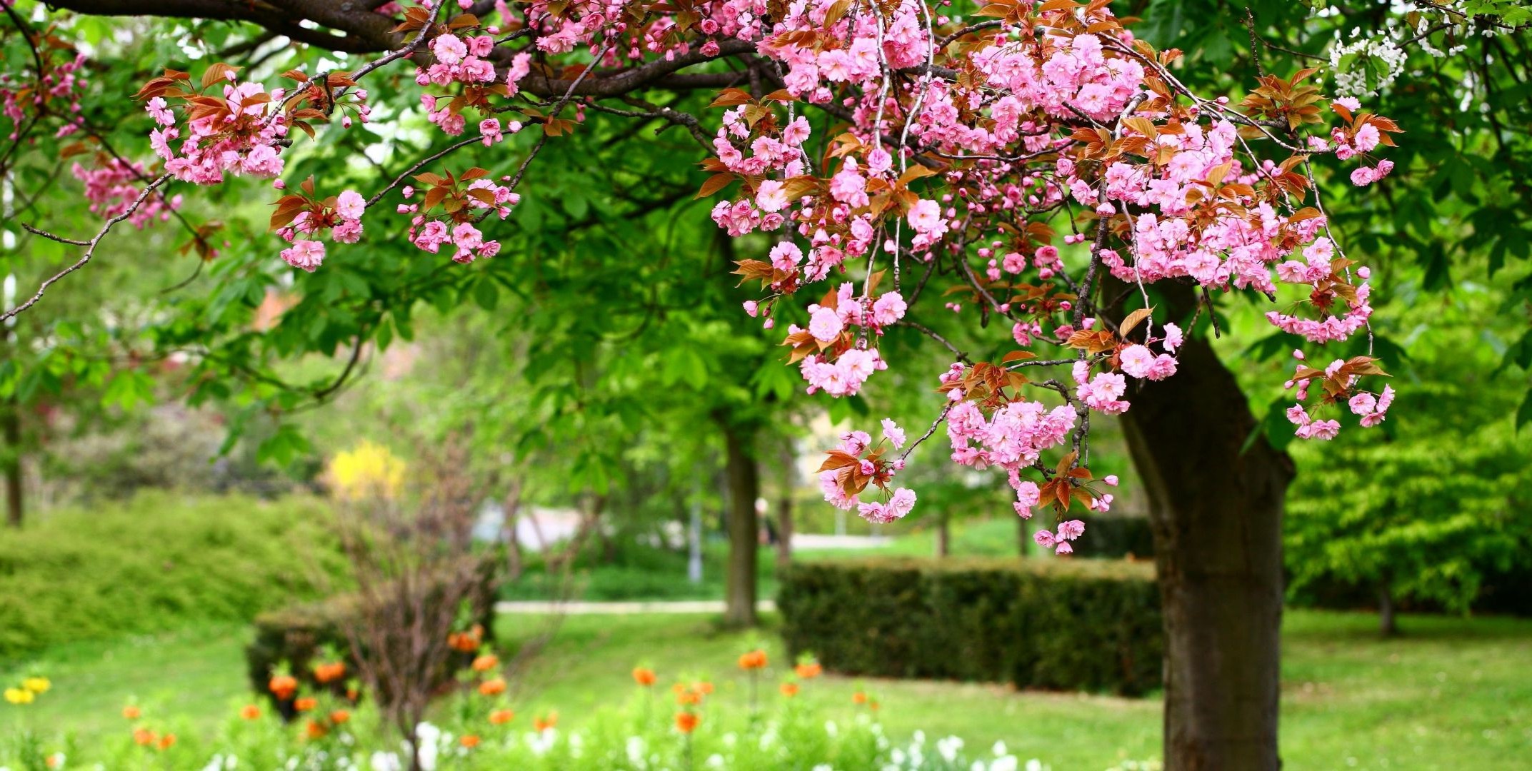 primavera flor jardín árbol naturaleza flora bluming hoja crecimiento verano rama cereza estación pétalo parque floral botánico arbusto al aire libre primavera