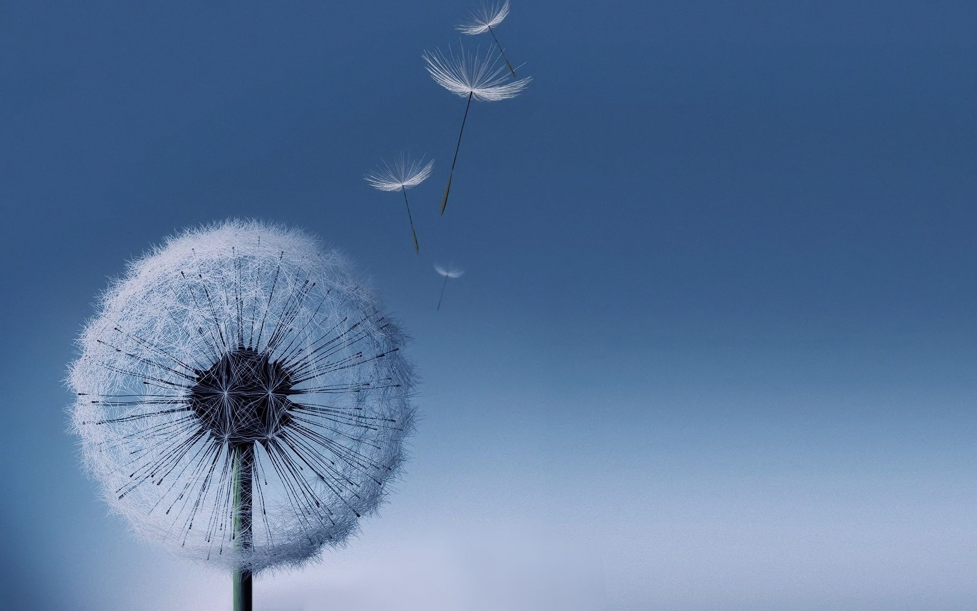 花 天空 风 自然 蒲公英