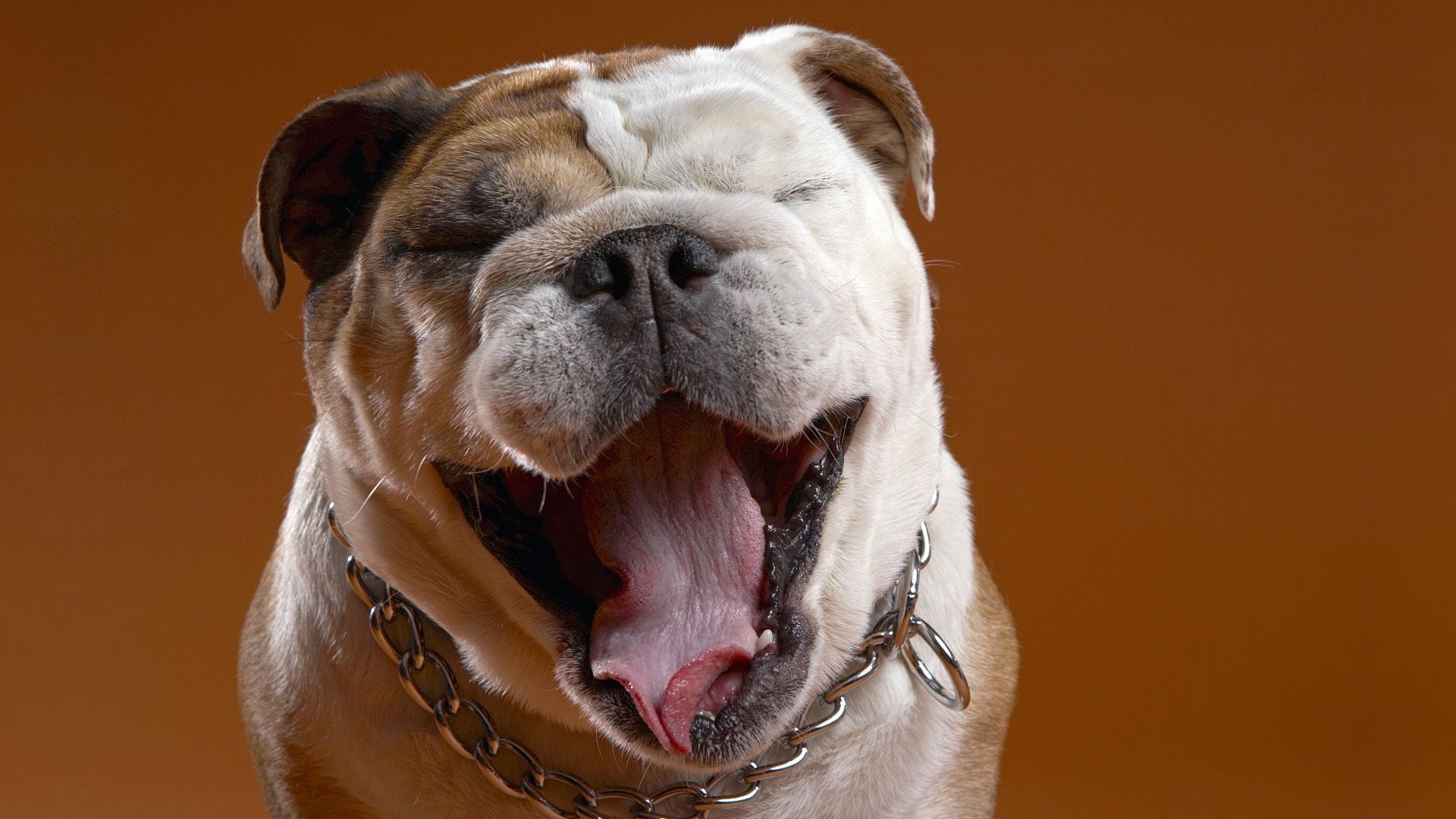 chien chien mammifère portrait animal de compagnie animal mignon cynologue un studio drôle