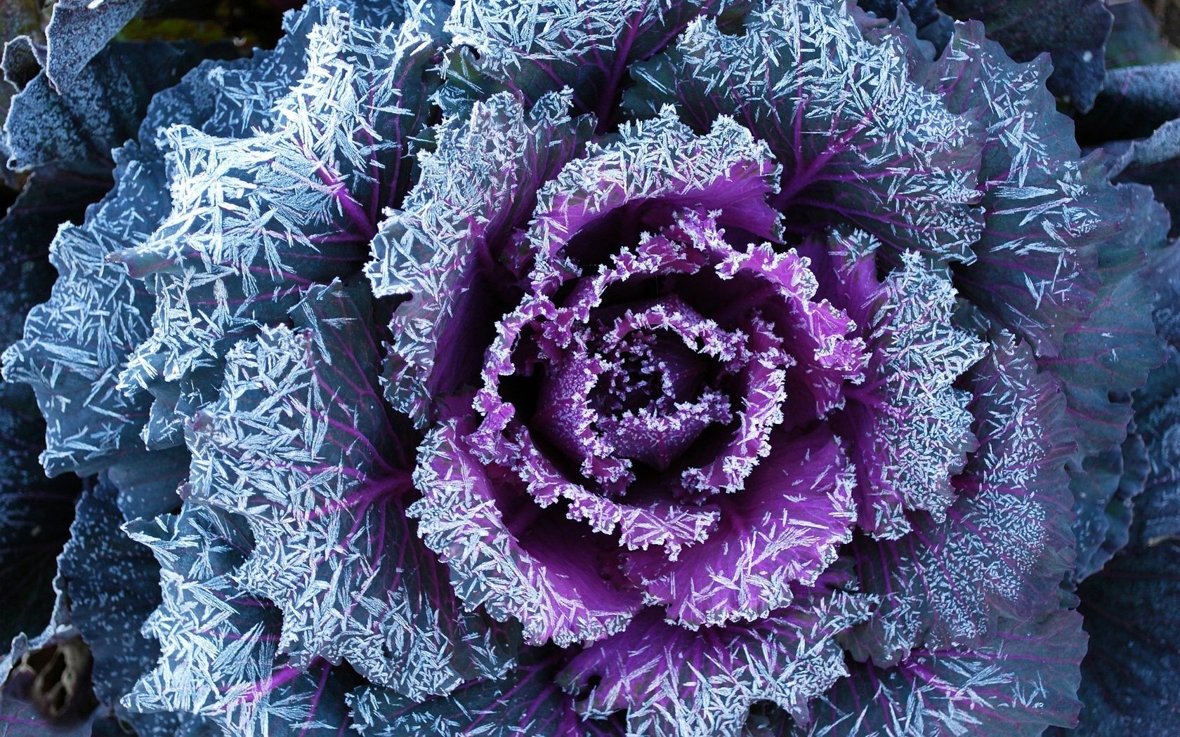 flowers nature color pattern texture kale flora desktop
