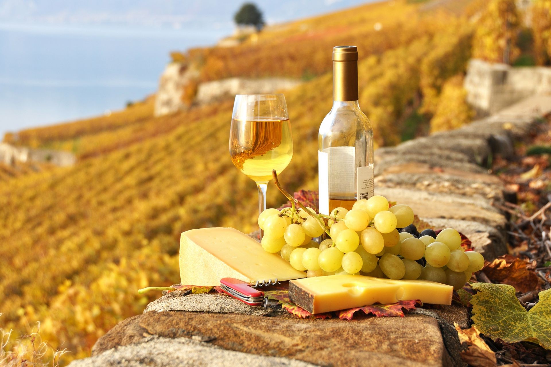 essen & trinken wein trauben lebensmittel flasche herbst obst natur holz weide im freien sommer weingut