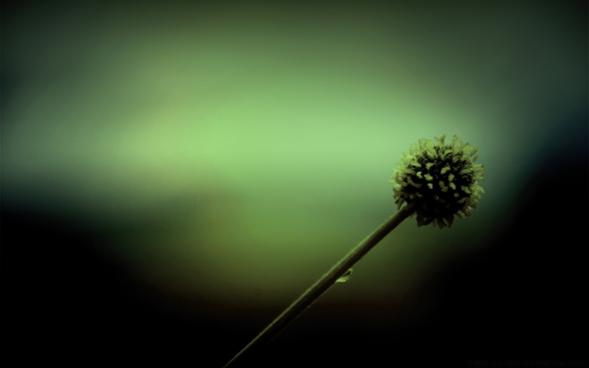 creative abstract blur light flower monochrome nature art desktop focus dof silhouette flora color