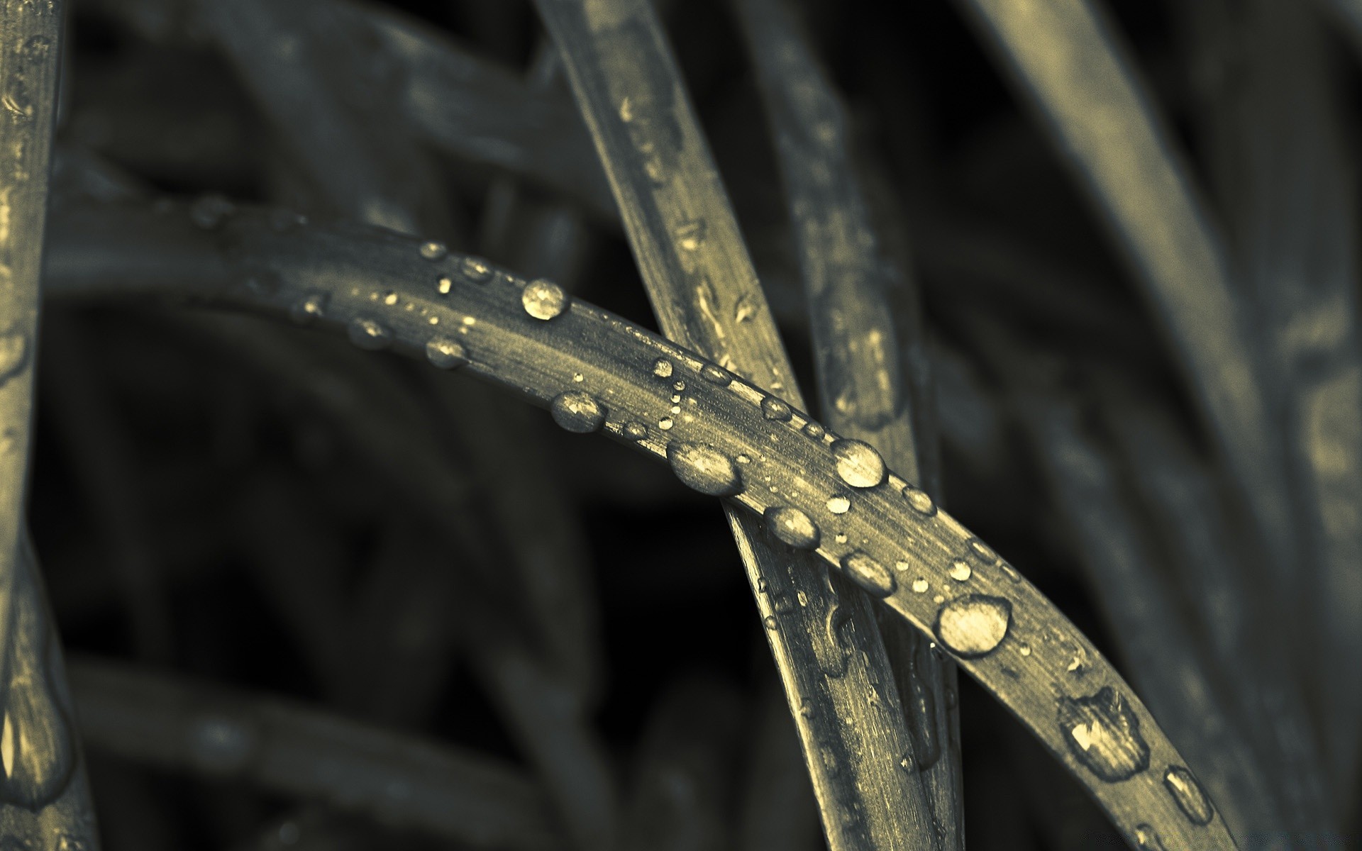 creativo lluvia naturaleza gota rocío agua primer plano hoja mojado acero flora