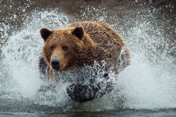 Oso corriendo por el río al aire libre