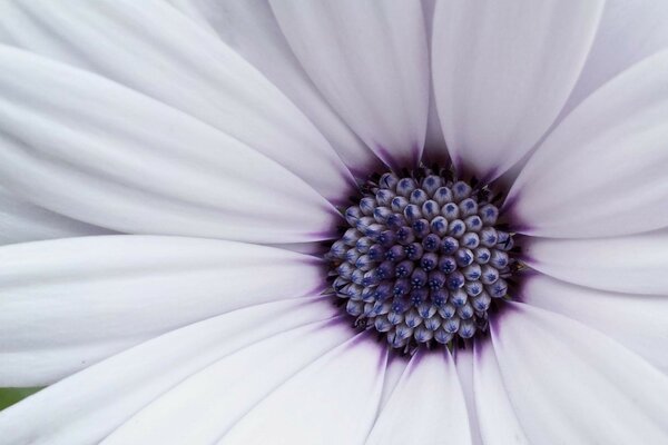 Closeup fleur lumineuse d été