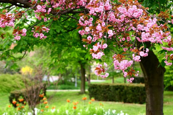 A tree in the garden surrounded by spring flowers