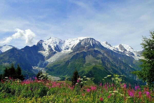 Paesaggio montano con cime innevate e fiori