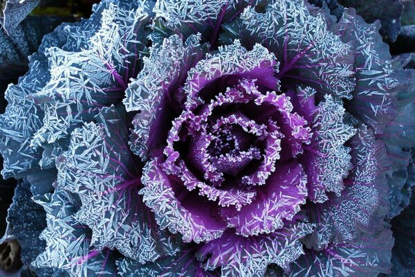 Texture drawing of flowers with frost