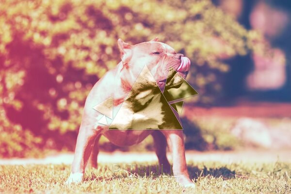 Bulldog musclé dans le parc de la ville