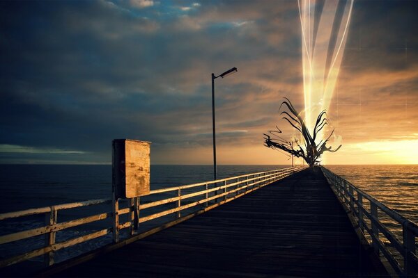 Sunset on the background of the sea and a lonely tree