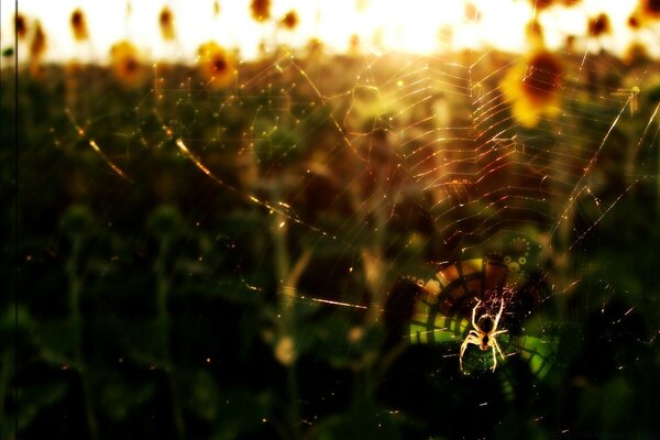 A spider on a web admires the view