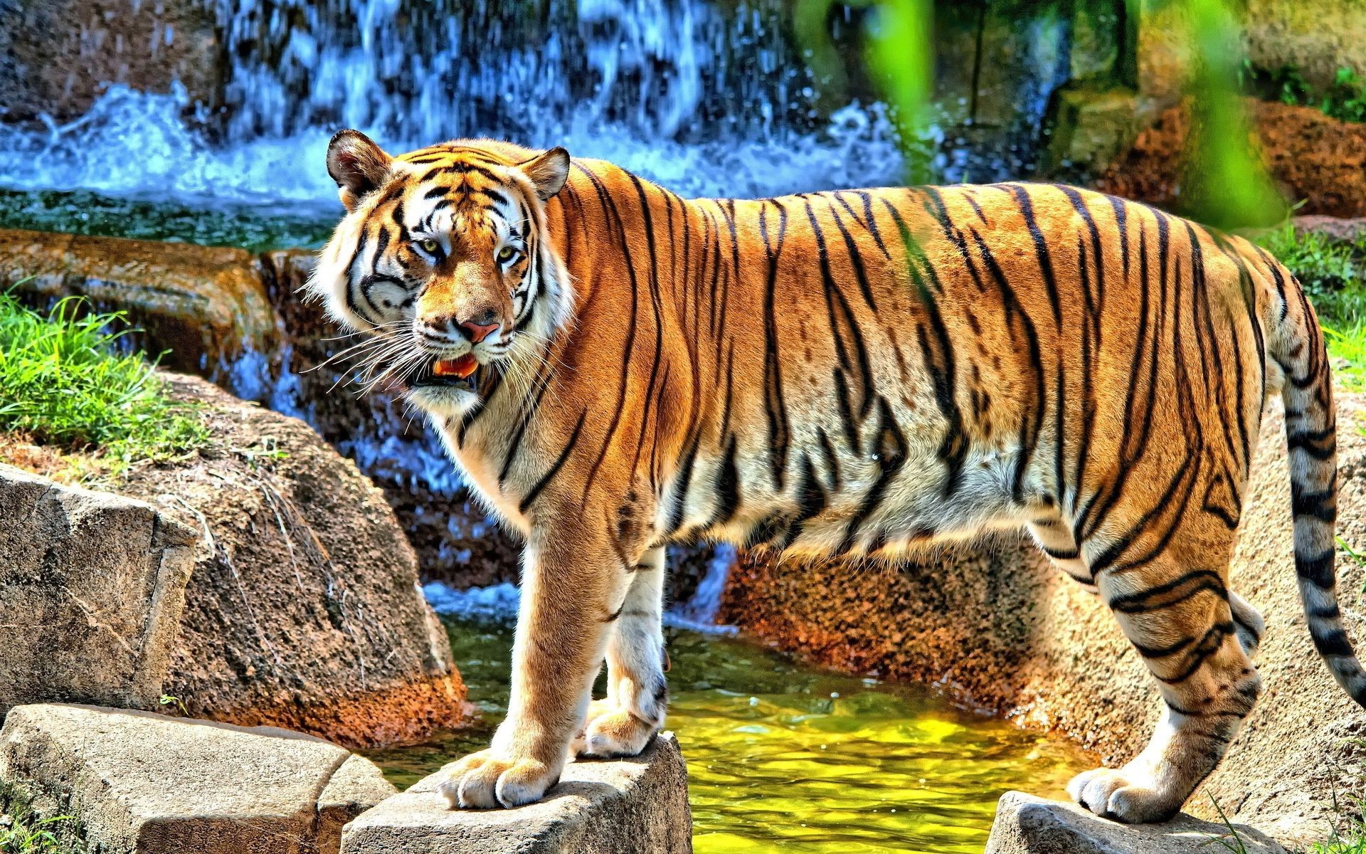 tigres tigre vida silvestre gato mamífero selva animal zoológico depredador cazador grande carnívoro salvaje naturaleza peligro safari capítulo caza piel retrato agresión