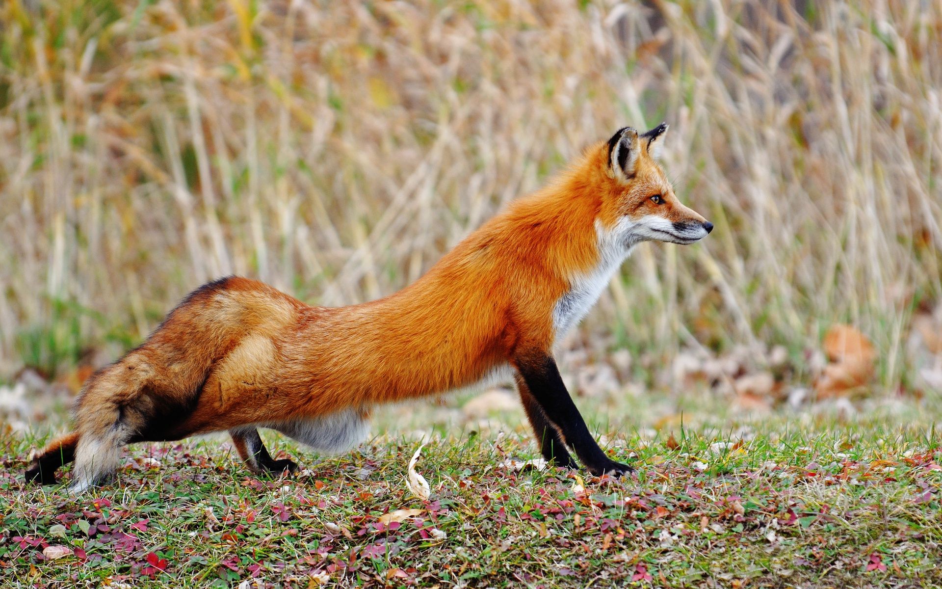 fox wildlife mammal animal nature cute wild grass fur little canine outdoors