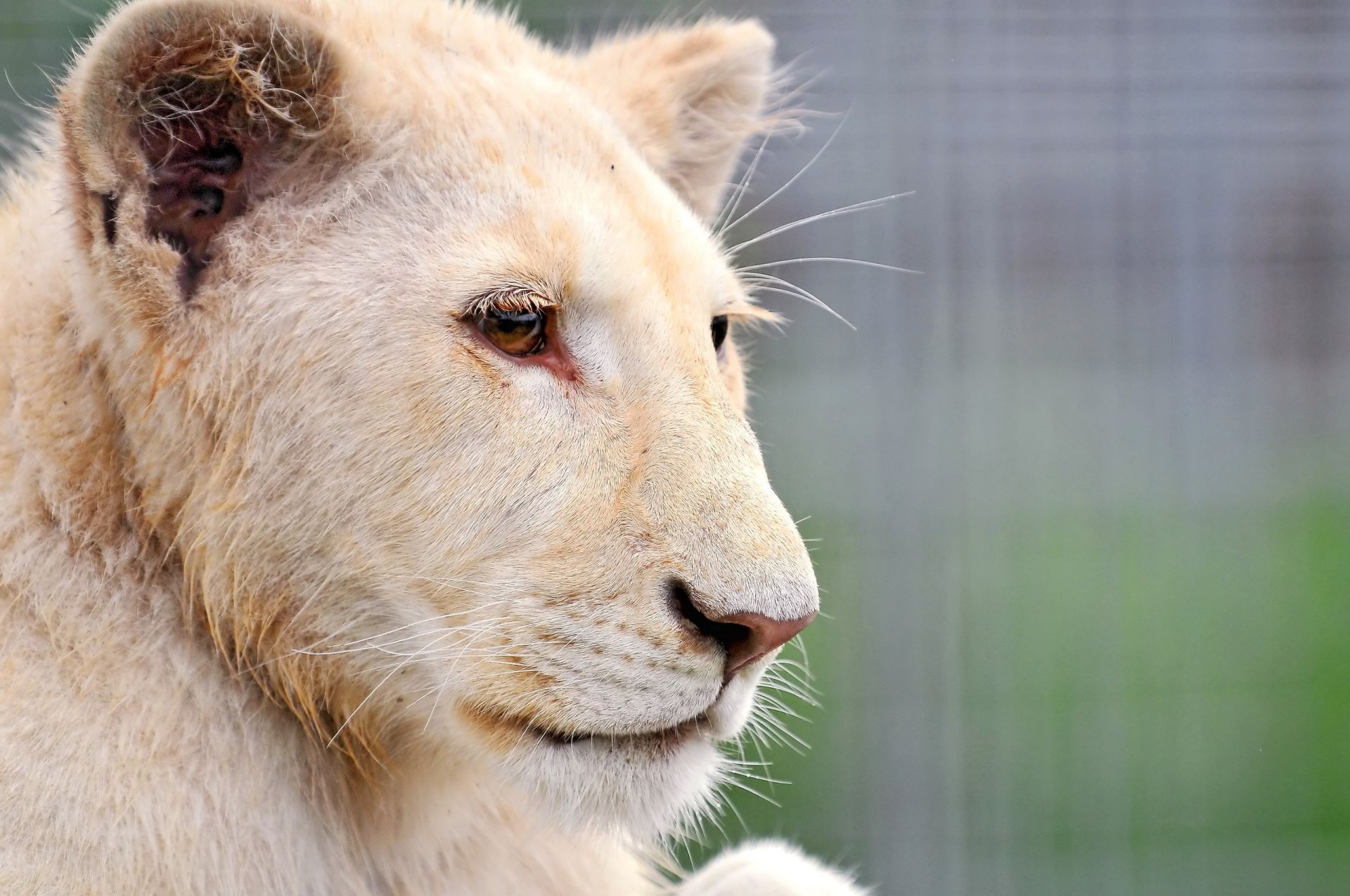 leoni fauna selvatica animale natura mammifero pelliccia ritratto zoo selvaggio carino occhio predatore gatto vista pericolo