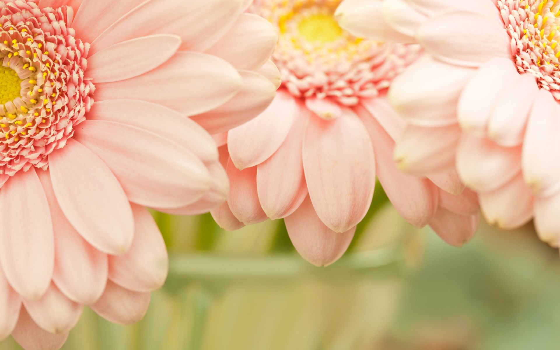 zbliżenie natura kwiat flora lato kwiatowy piękny płatek jasny liść zbliżenie bluming ogród kolor gerbera sezon