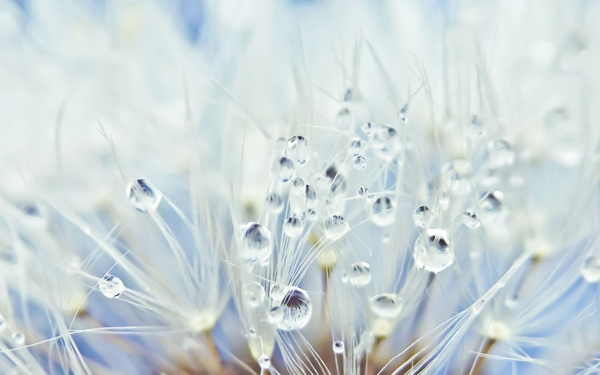 gotas e água dente de leão brilhante flora natureza close-up área de trabalho resumo luz cor flor verão bela sementes férias fragilidade temporada frescor borrão