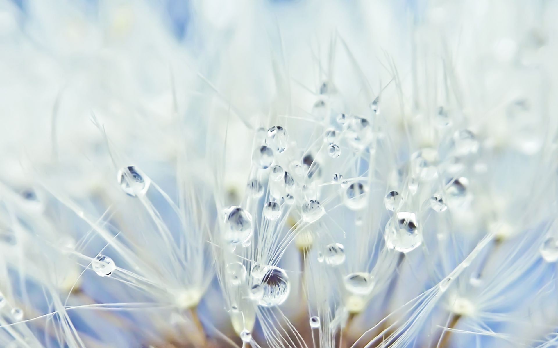 droplets and water dandelion bright flora nature close-up desktop abstract light color flower summer beautiful seed celebration fragility season freshness blur
