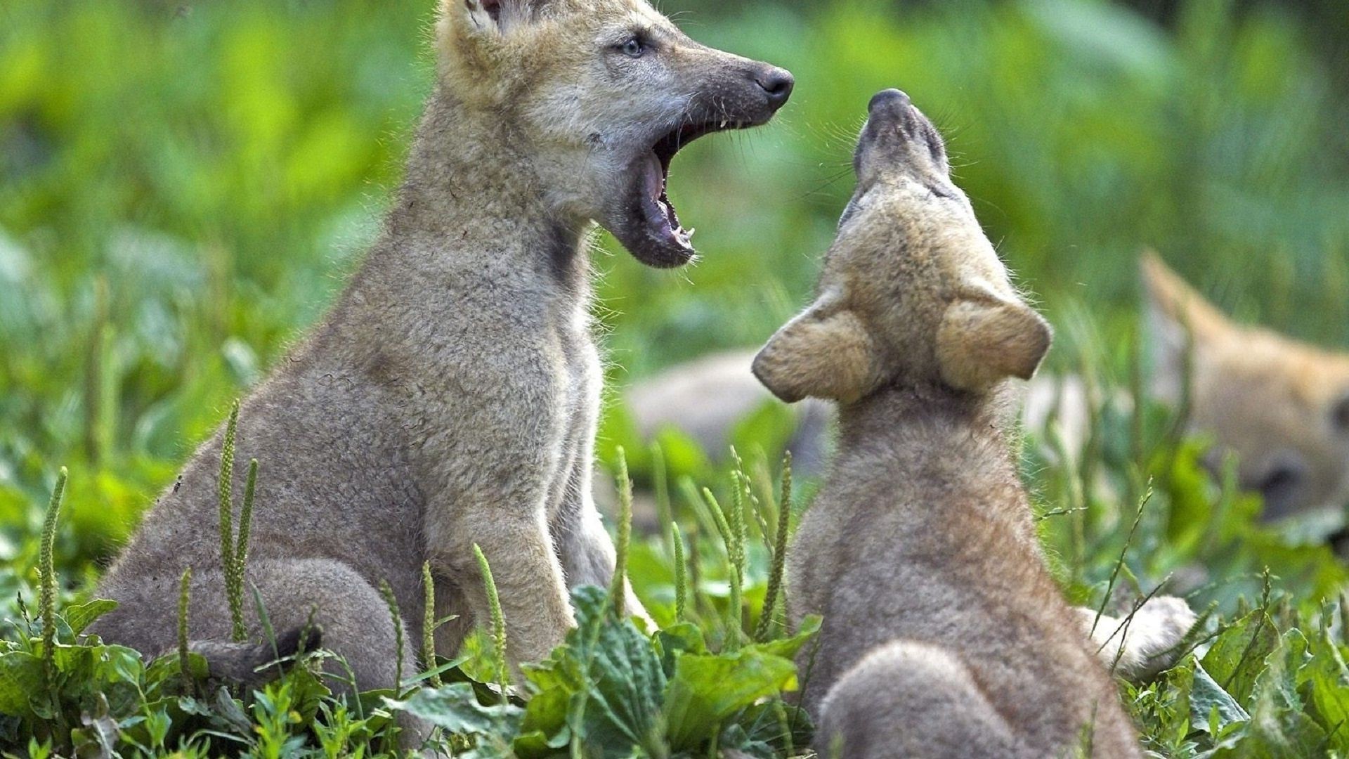 tiere säugetier tierwelt natur gras tier niedlich fell im freien zwei wild sitzen