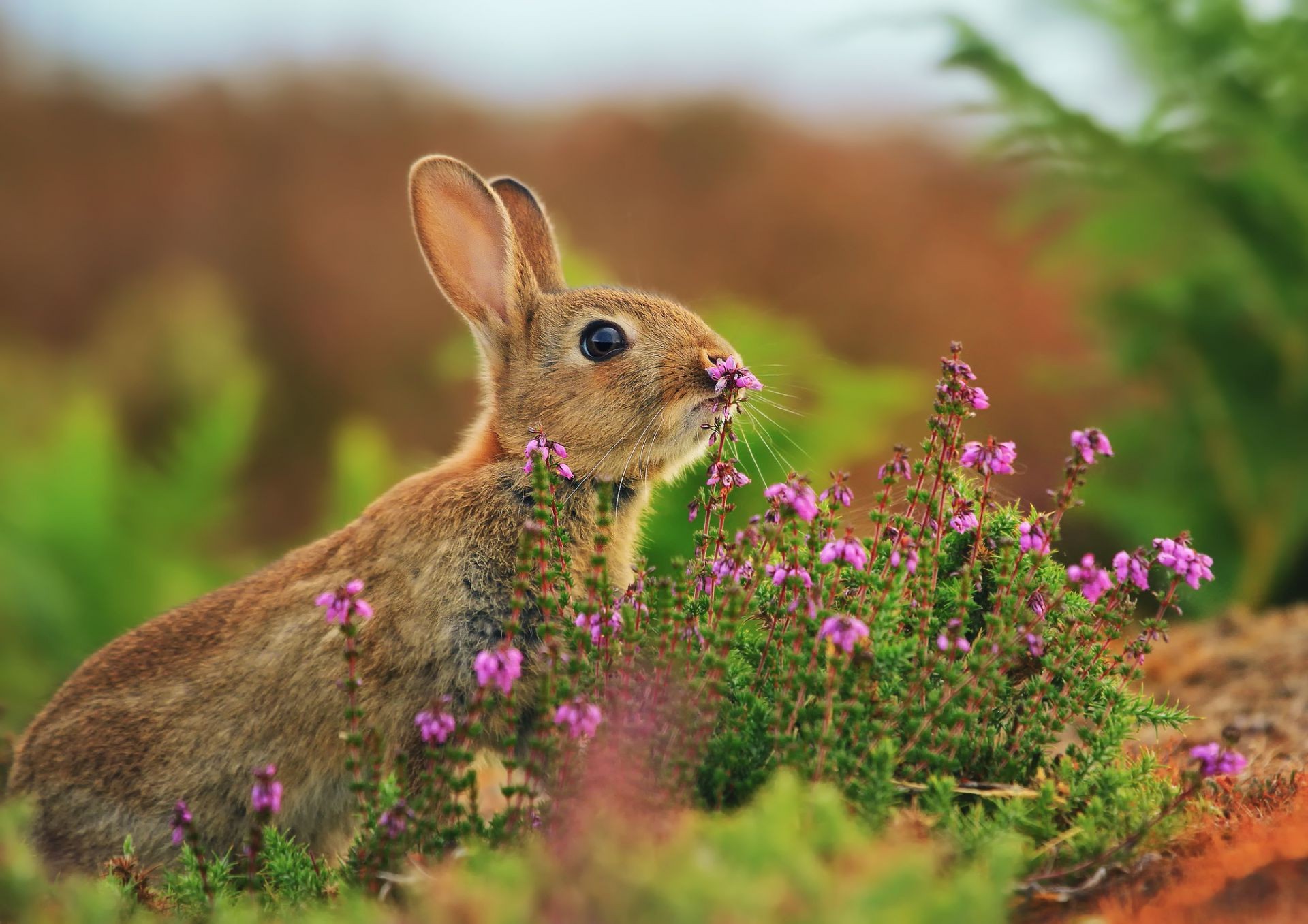 природа животные ккартинки зайцы цветы скачать