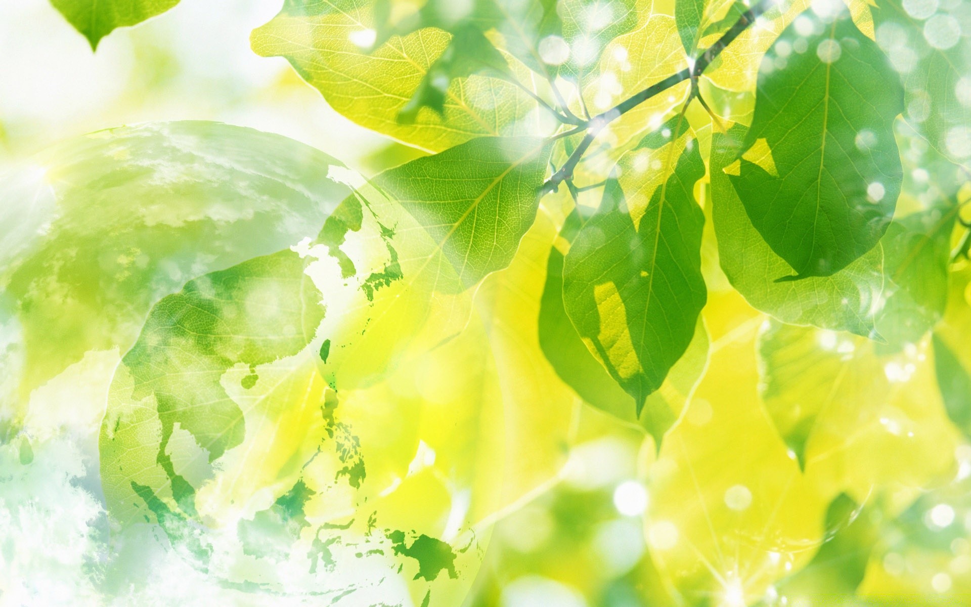 création feuille nature flore croissance été bureau lumineux fraîcheur jardin environnement luxuriante