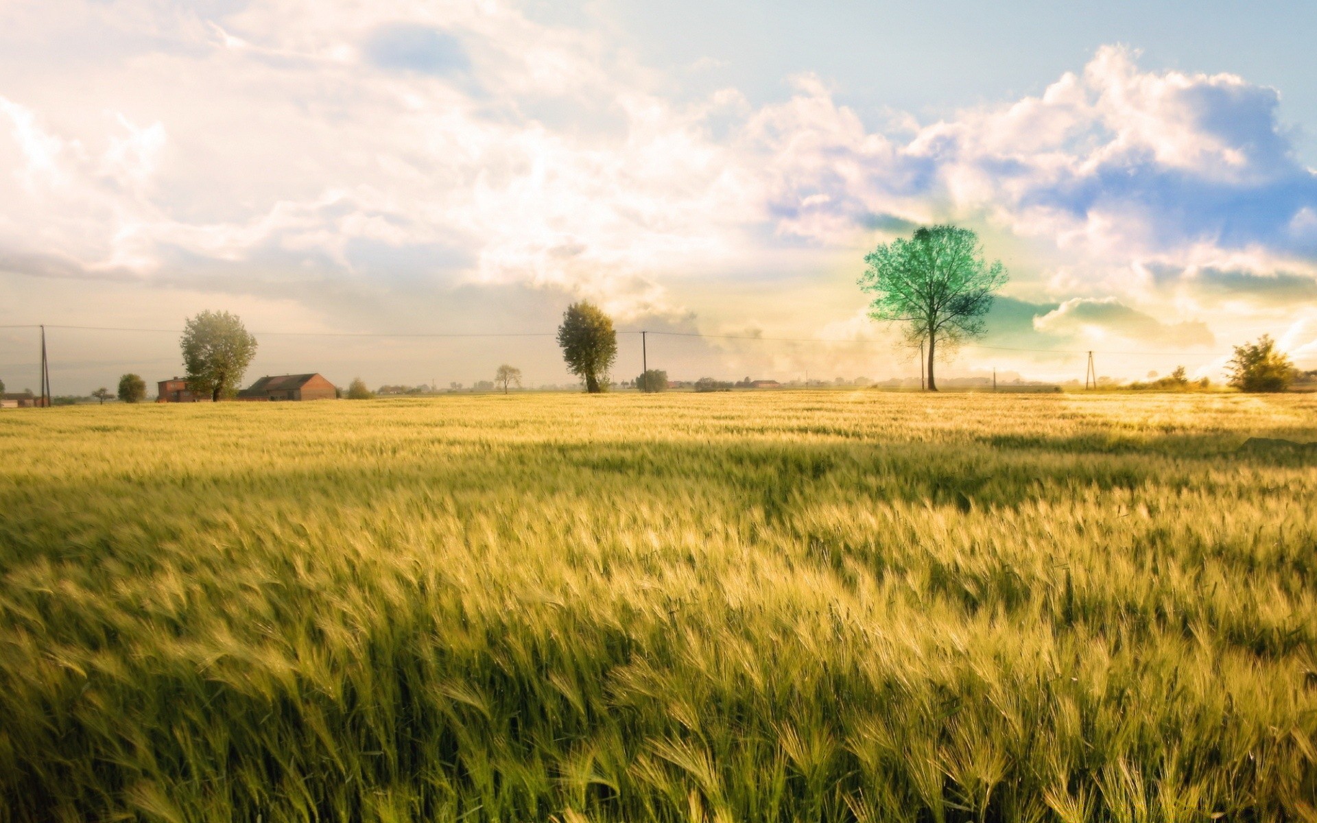 creativo cereali grano rurale campo fattoria agricoltura mais raccolto pascolo paesaggio campagna crescita paese terra coltivata sole paglia cielo oro terreno agricolo