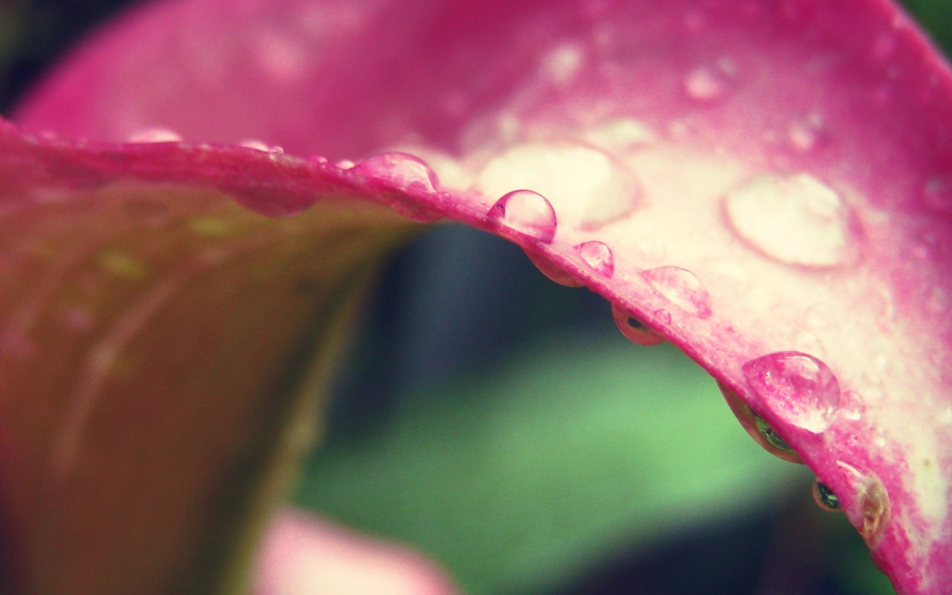 créativité fleur nature pluie flore rosée couleur eau chute belle feuille jardin lumineux amour été gros plan humide bureau résumé romance