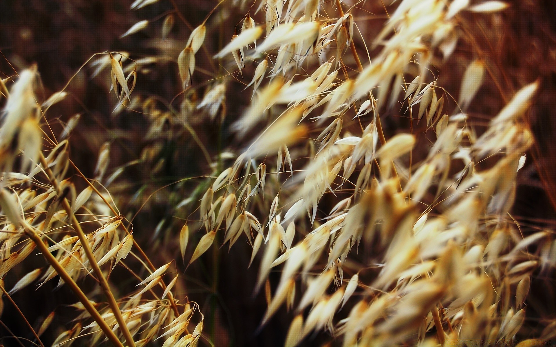 creativo natura secco cereali pascolo grano oro paglia pane crescita all aperto spike agricoltura raccolto cibo flora