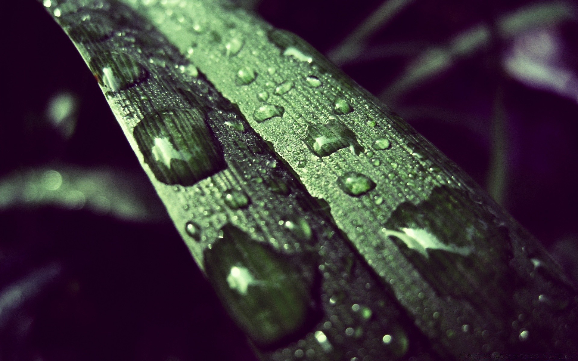 criativo gota chuva orvalho molhado água gotas folha natureza limpo reflexão