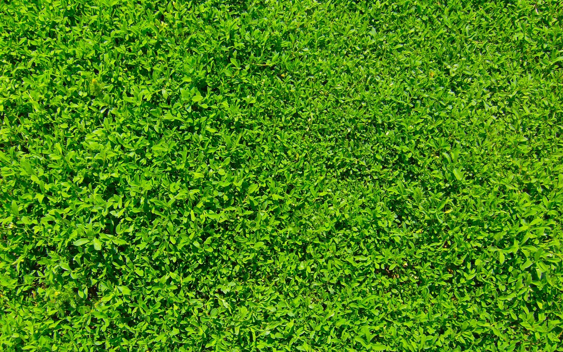 plantas grama crescimento folha gramado flora exuberante natureza relvado quintal desktop verão ambiente jardim terra padrão frescura ecologia solo brilhante