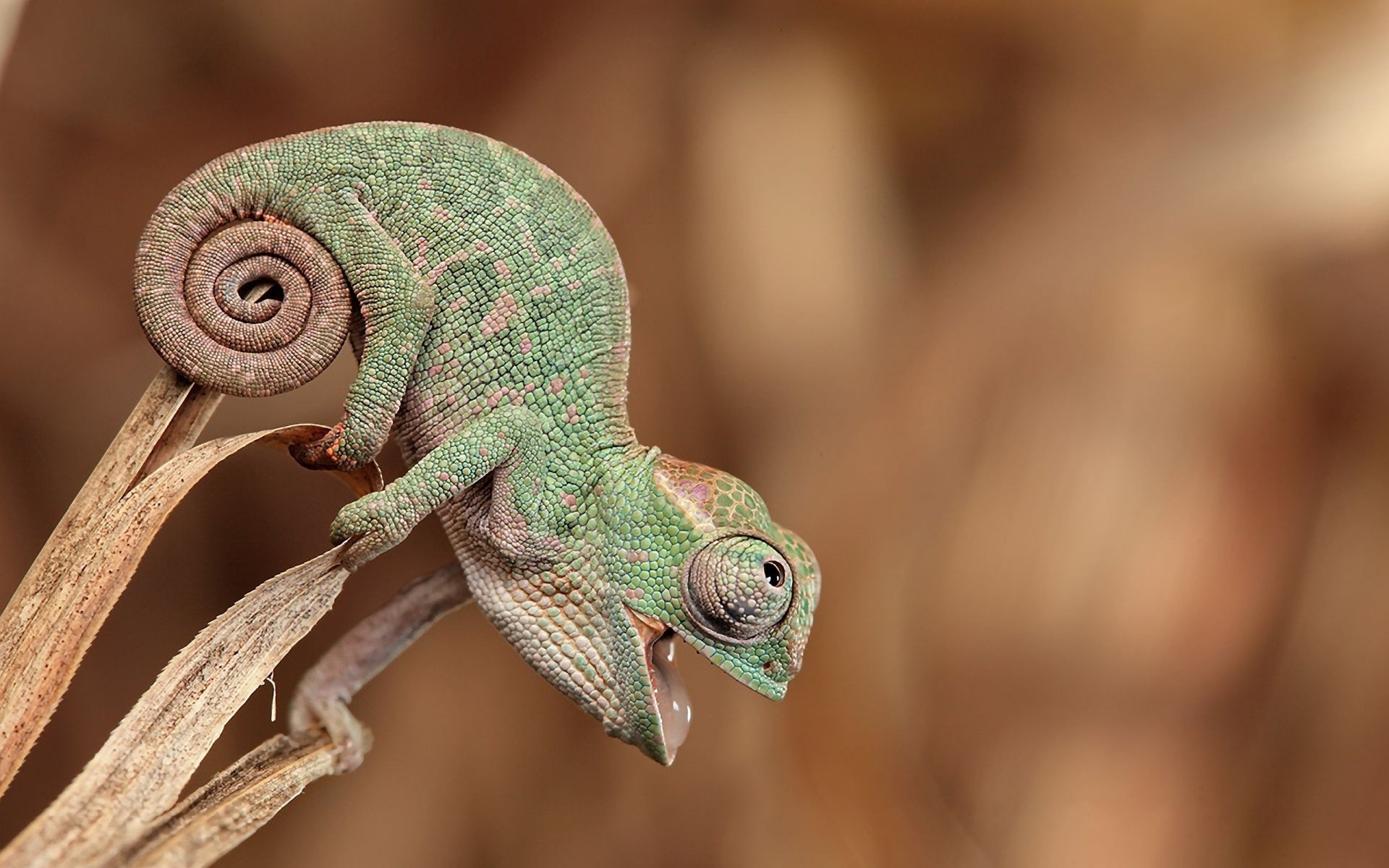 tiere tierwelt gazoo eidechse natur tier schließen chamäleon farbe eine holz wild porträt wenig desktop in der nähe kopf drachen