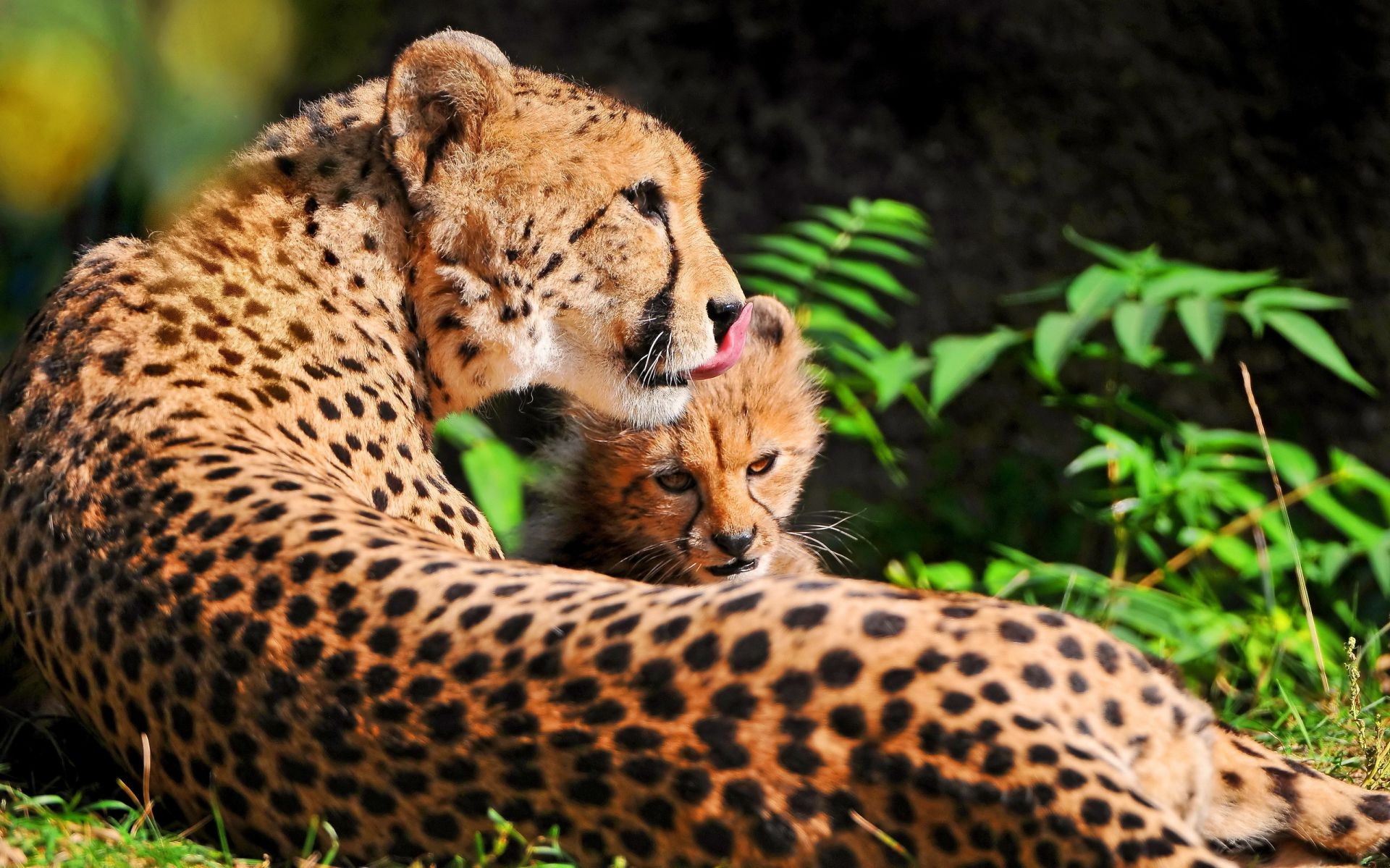 guépards chat faune mammifère nature sauvage prédateur guépard zoo animal léopard à l extérieur chasseur mangeur de viande safari fourrure