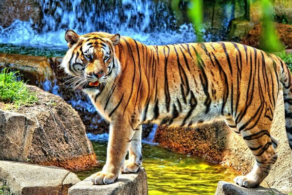老虎是野生哺乳动物