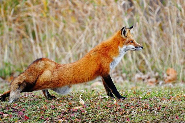 Le renard a tiré le pied de la clairière automne