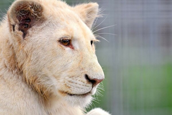 A white tiger looking into the distance