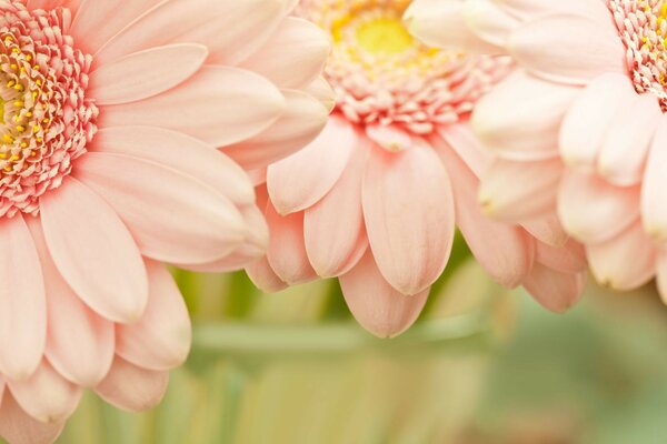 Schöne rosa Blüten. Rosa Gerbera