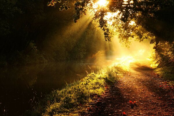 Naturaleza luz árboles río camino ramas rayos