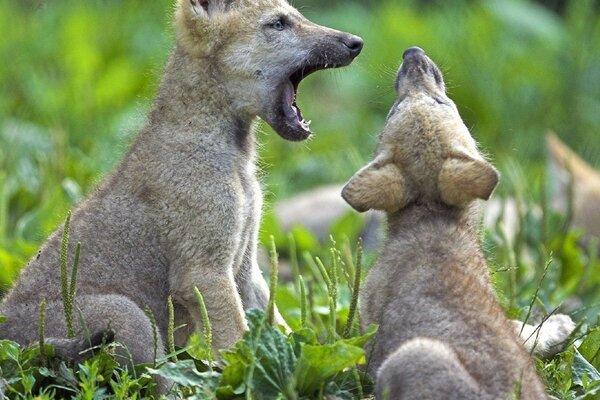 Unos cachorros pequeños en la hierba verde