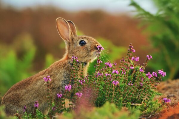 Liebre animales naturaleza verano