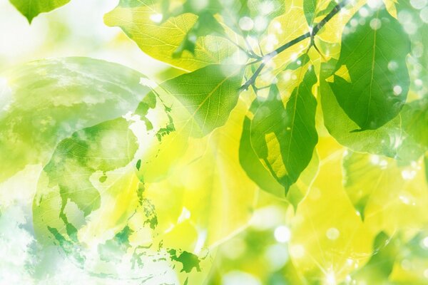 Lemon leaves and sunny background