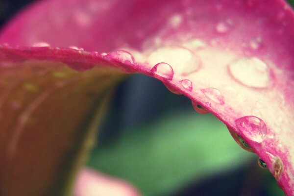 Flor rosa cubierta con gotas