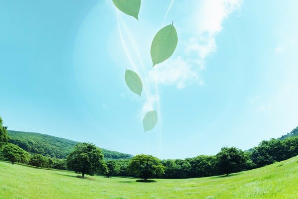 Nature landscape with leaves and sky