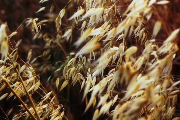 Épillets jaunes. Herbe d automne