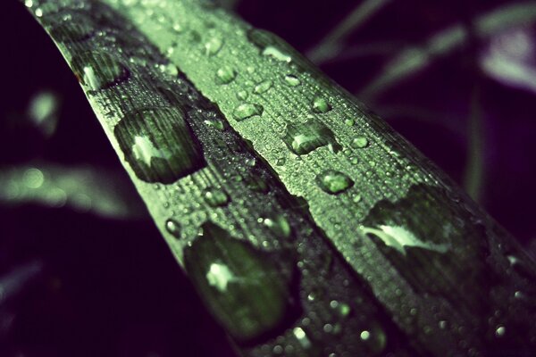 Raindrops on a green leaf