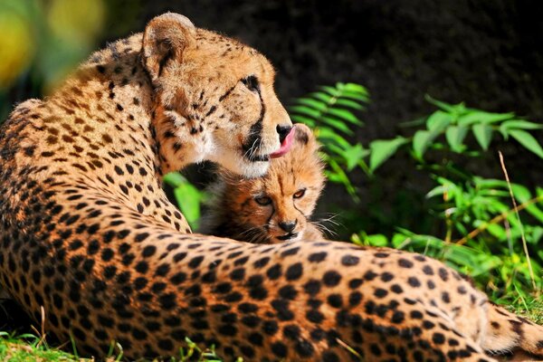 An adult cheetah with a small one in nature