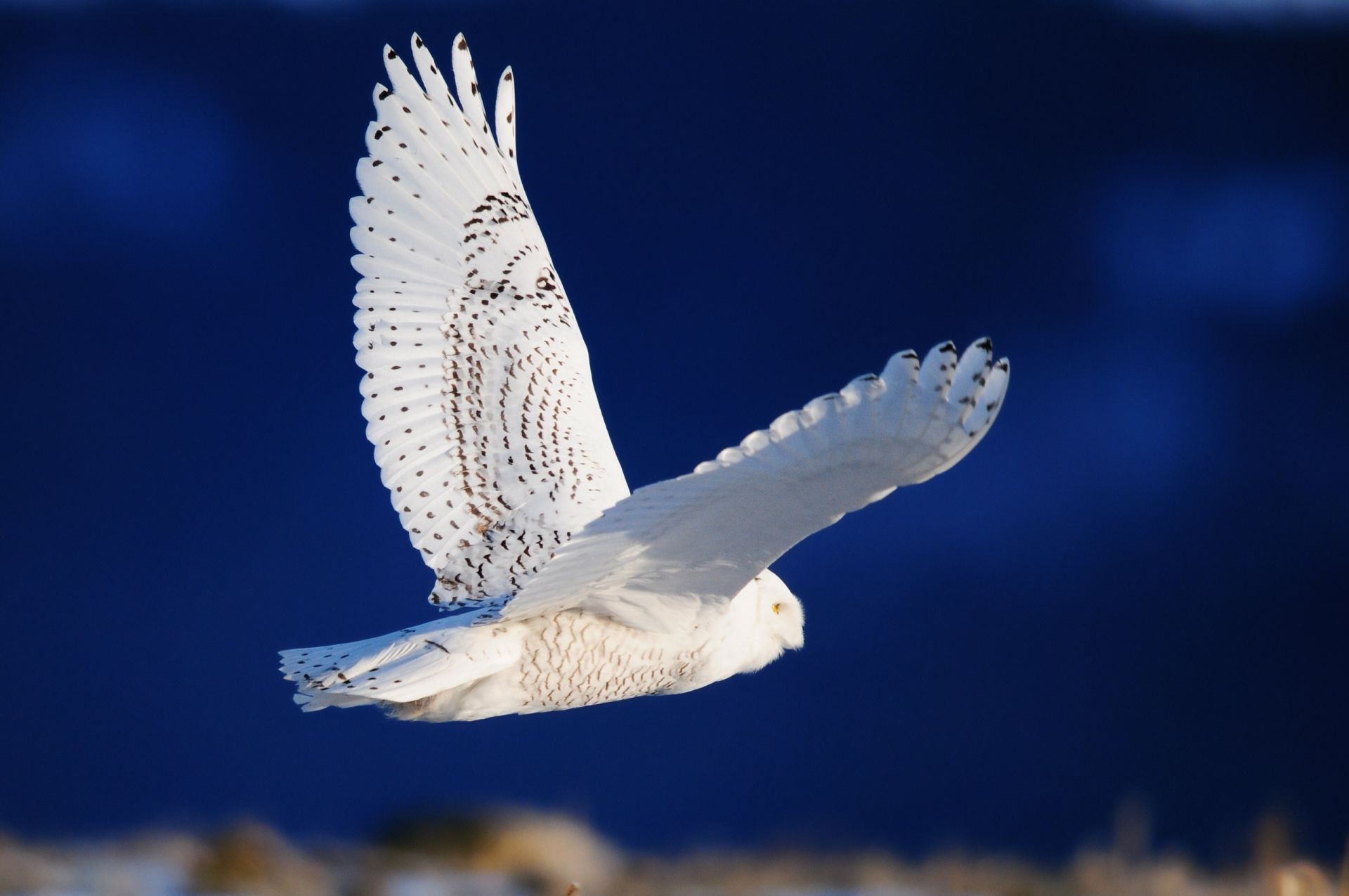 hayvanlar kuş doğa yaban hayatı uçuş kar kış açık havada raptor deniz