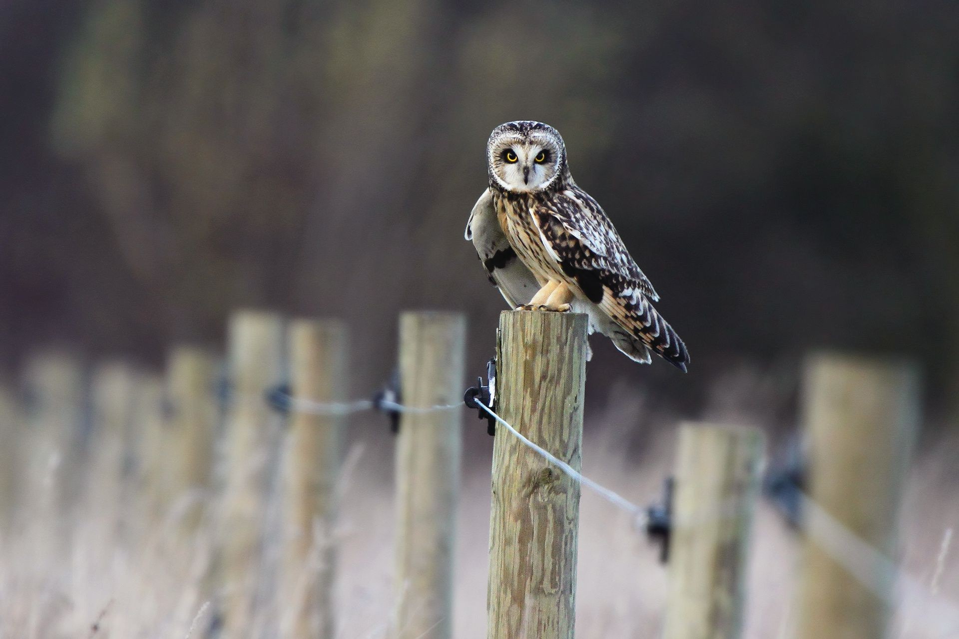 tiere vogel tierwelt eule natur tier porträt im freien wild raptor holz feder